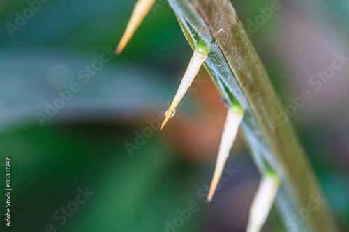 Thorns of Zalacca with drop water