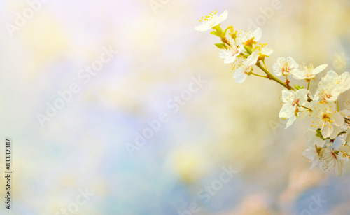 Plum tree flowers against bokeh background