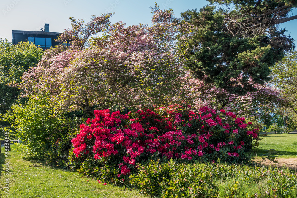 Vibrant flower bushes In West Seattle, Washington. Vibrant flower bushes In West Seattle, Washington.
