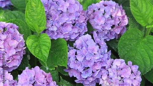 雨とアジサイの花