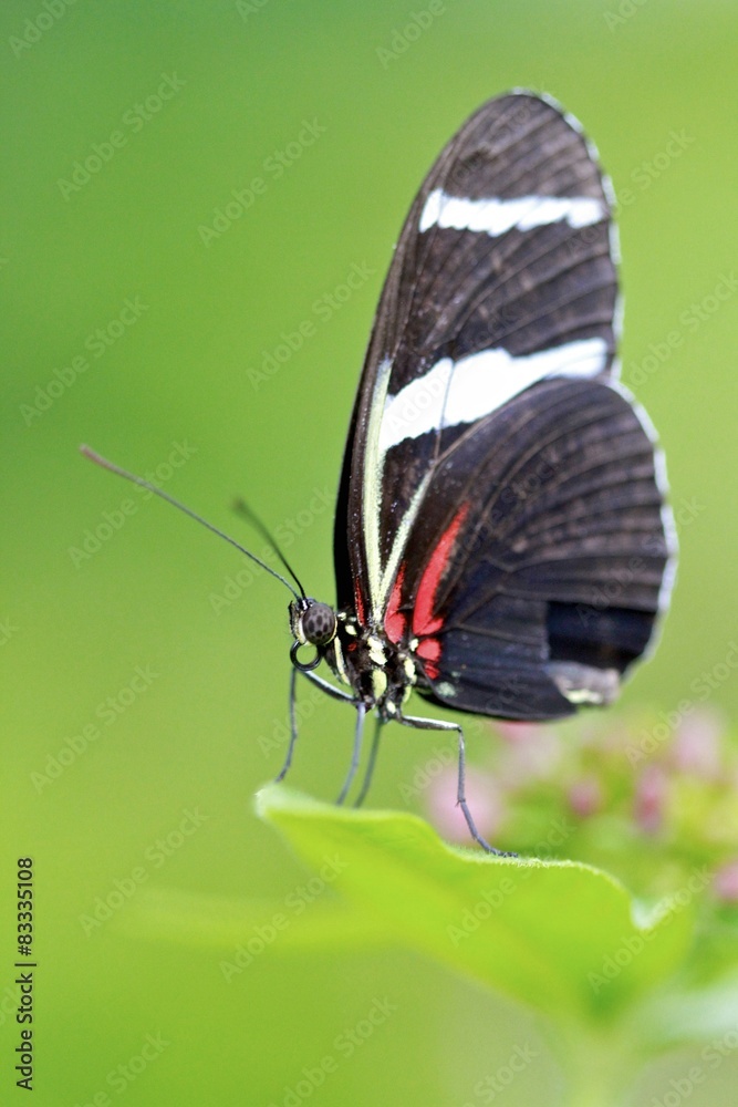 Obraz premium Postman butterfly