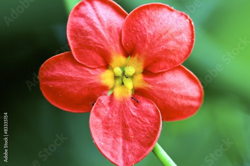 five petal red flower blooming