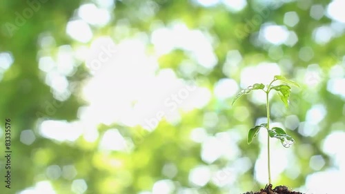 森の中の芽生え