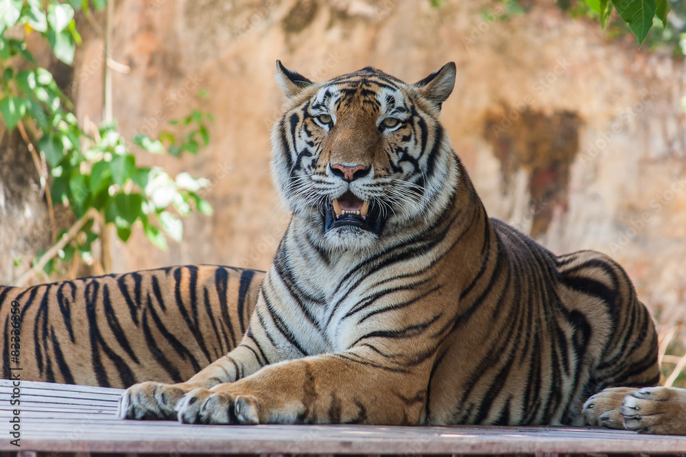 Fototapeta premium Bengal tiger