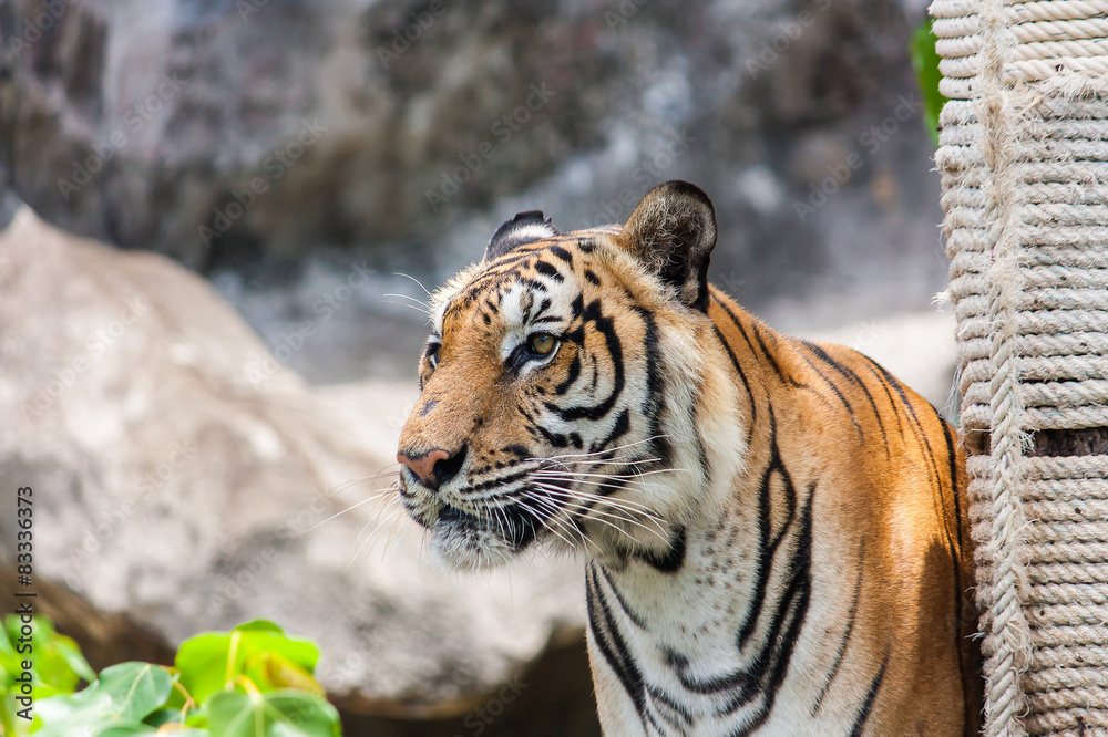 Obraz premium Bengal tiger