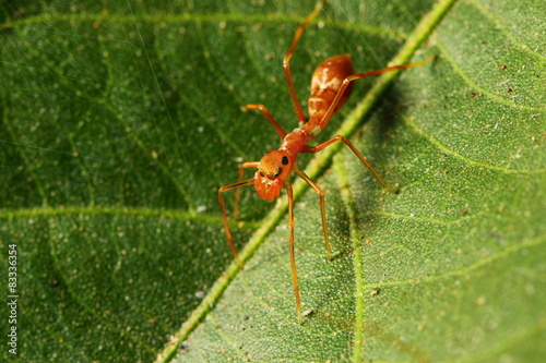 Kerengga ant-like jumper  © ownza