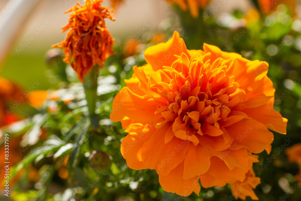 Closeup of a Marigold flower Closeup of a Marigold flower
