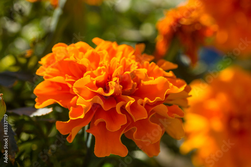Fototapeta Naklejka Na Ścianę i Meble -  Closeup of a Marigold flower