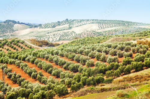 Fotografia Olives plant among hills