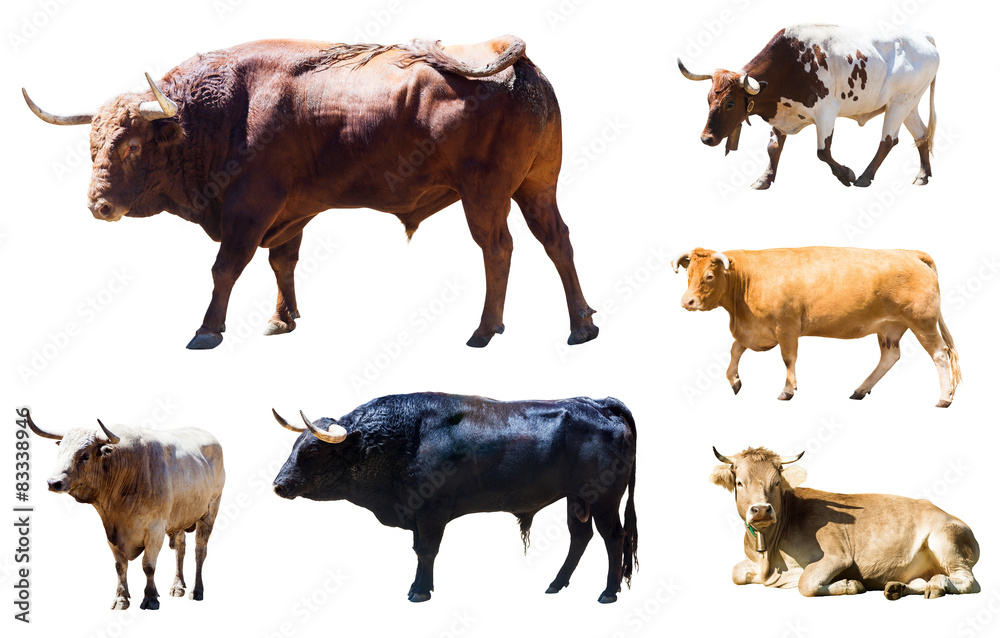 Set of bulls and cows over white Stock Photo | Adobe Stock