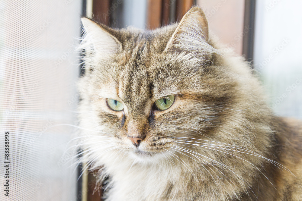 female cat, siberian breed, brown version