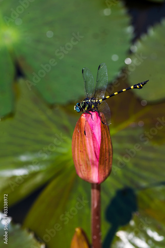 dragonfly outdoor on pink lotus