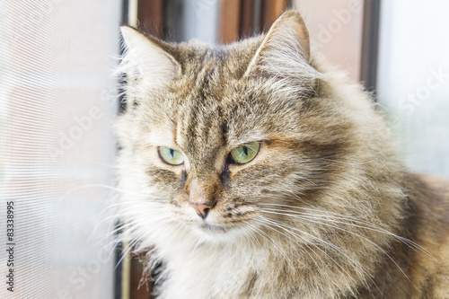 Fototapeta Naklejka Na Ścianę i Meble -  female cat, siberian breed, brown version