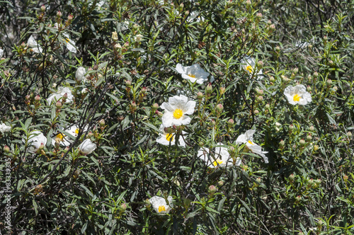 Flowers of Gum rockrose, Cistus ladanifer photo