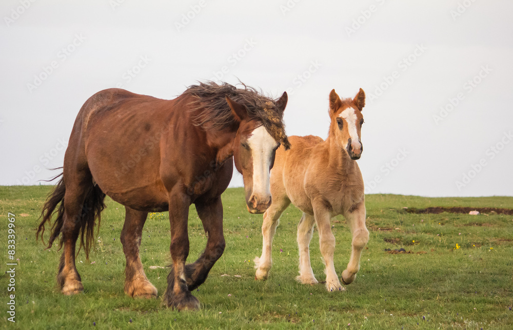 Fototapeta premium Stallone con il proprio puledrino