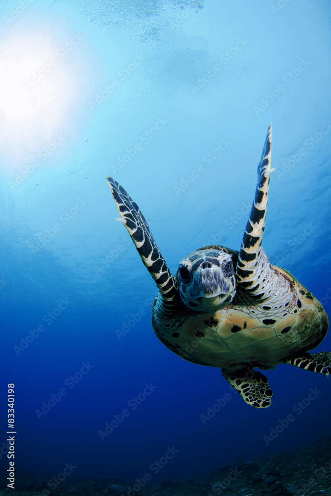 Fototapeta premium タイマイ