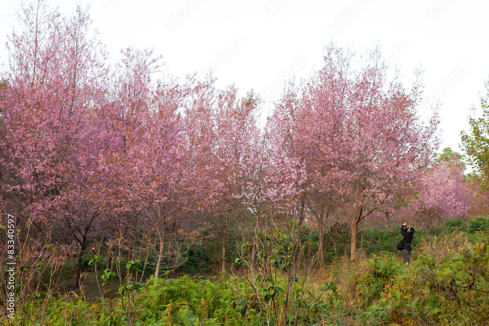 Sakura flowers blooming blossom in PhuLomLo Loei Province , Thai