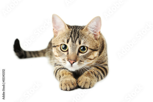 Beautiful cat isolated on white