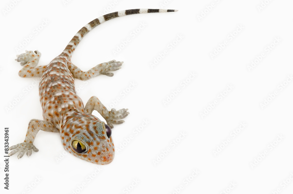 Fototapeta premium gecko on white background