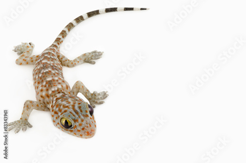 gecko on white background