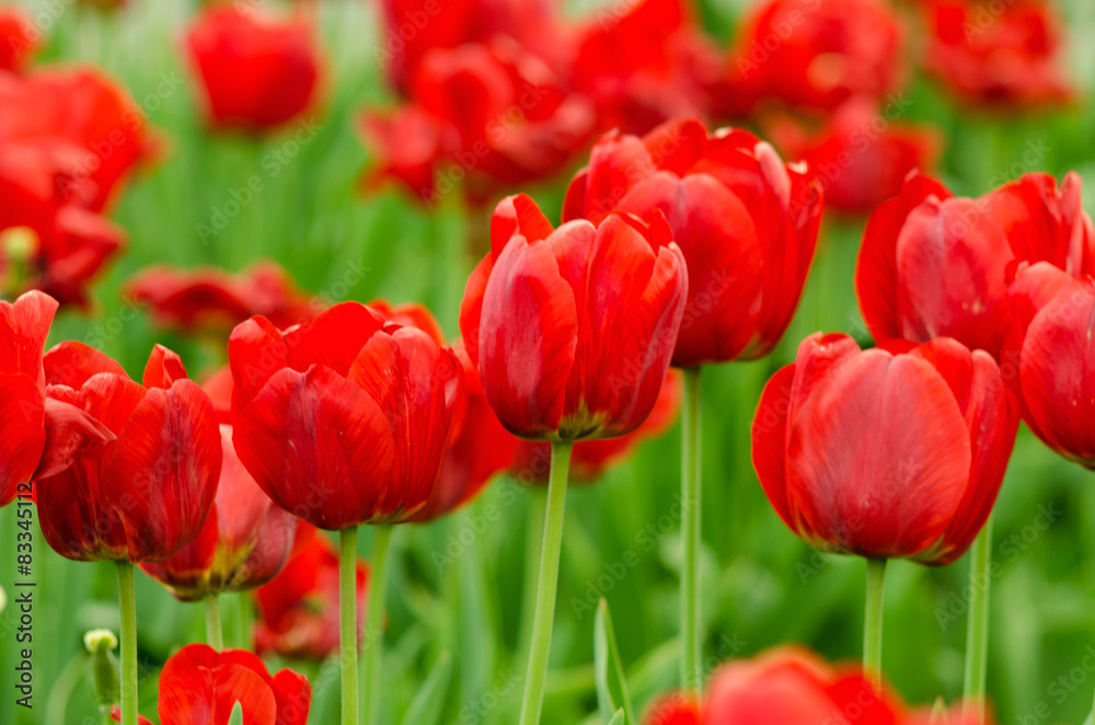 Red tulips Red tulips