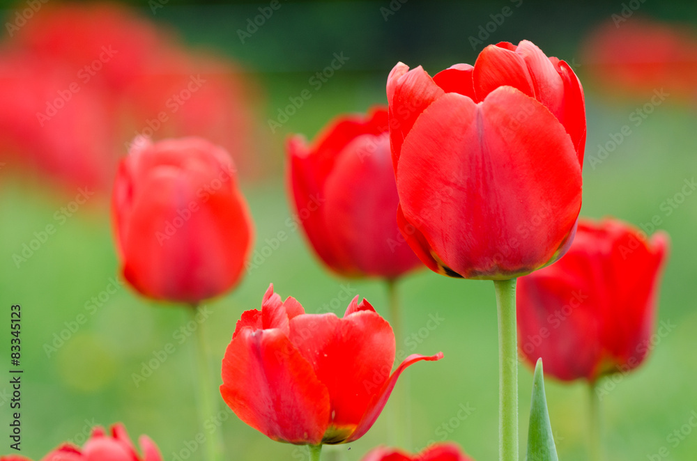 Obraz premium Red tulips