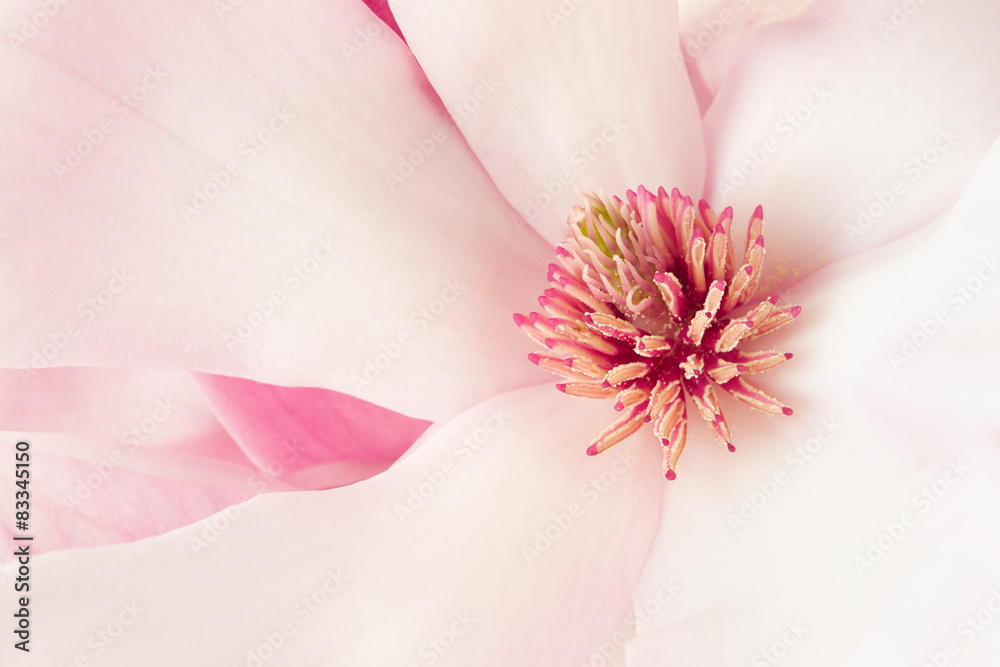 Naklejka premium Magnolia, pink spring flower macro background
