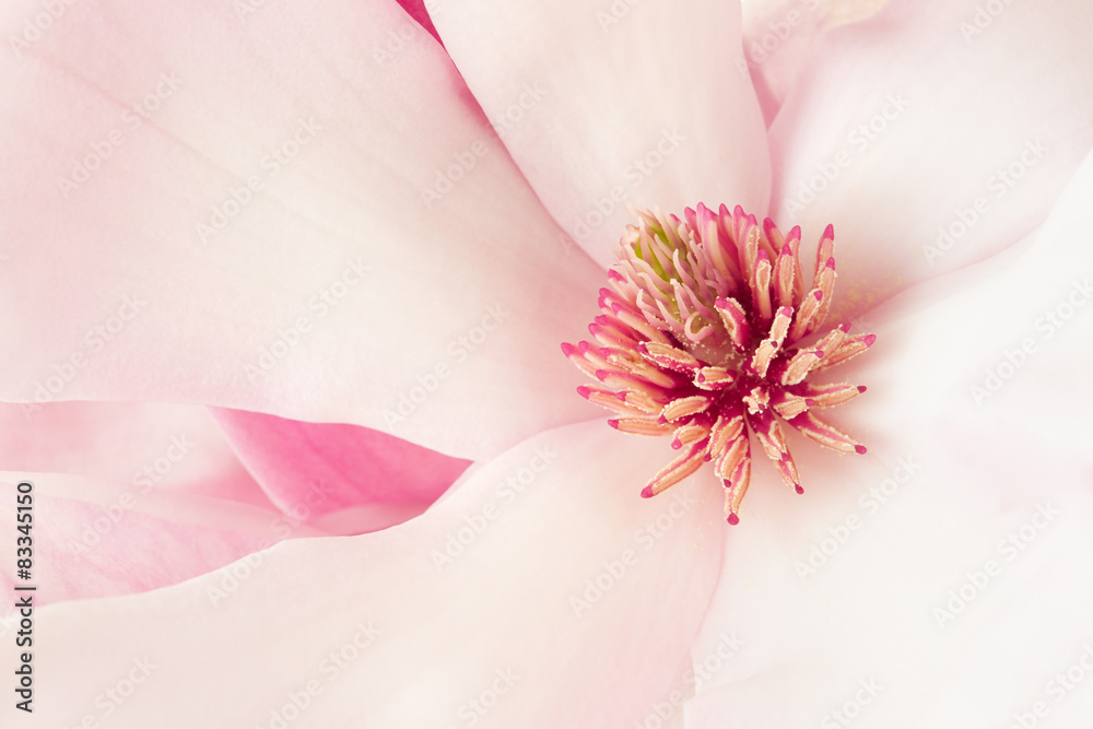 Fototapeta premium Magnolia, pink spring flower macro background