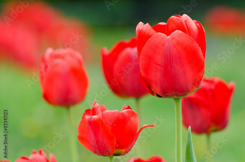 Red tulips © sronskiy