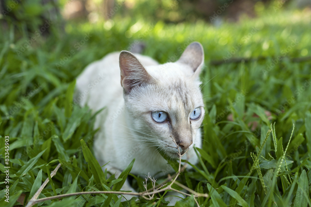 White cat hiding in the grass