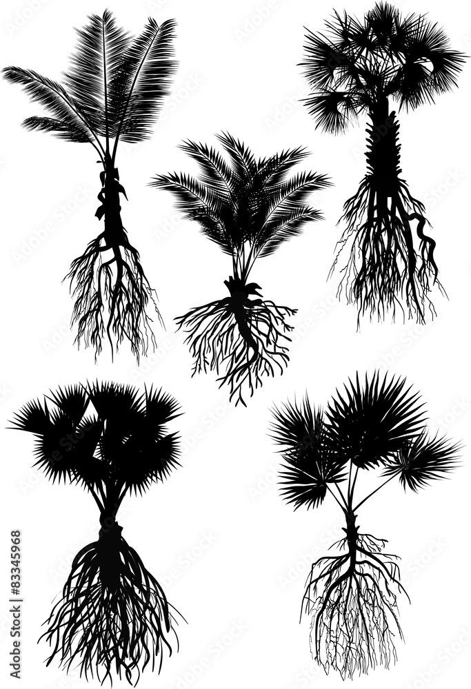 Naklejka premium five palm silhouettes with roots isolated on white