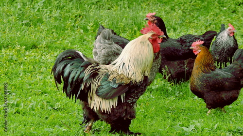 A flock of chickens and a rooster feed in a meadow. 