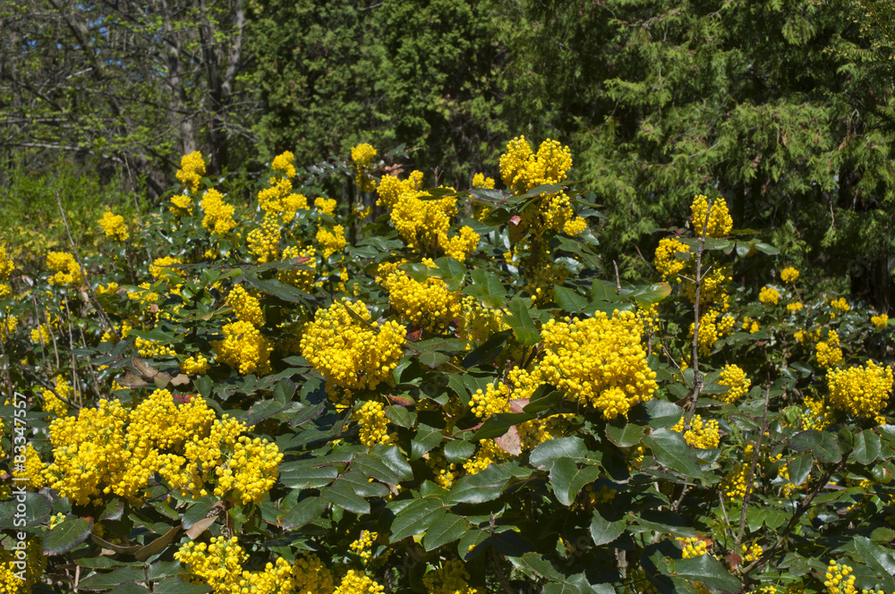 Holly flowers. Mahonia aquifolium Oregon-grape wild flower Holly flowers. Mahonia aquifolium Oregon-grape wild flower