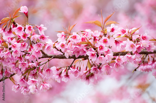 Close up branch with pink sakura blossoms