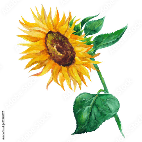sunflower flower painted by hand