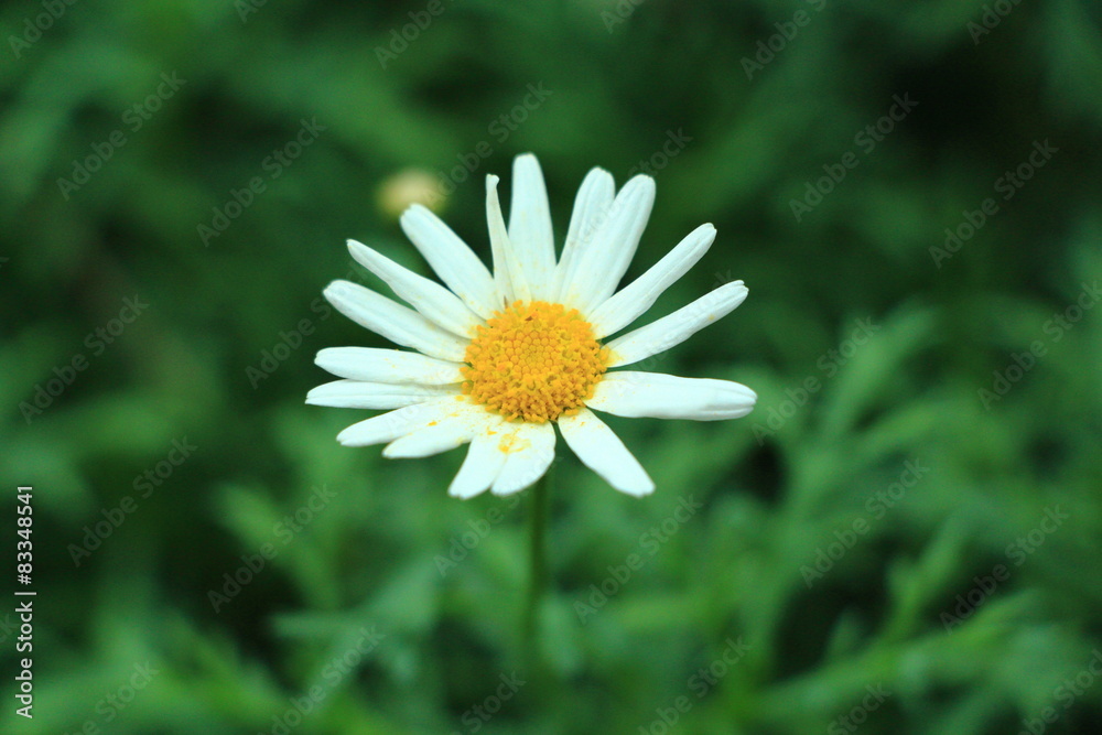 Fototapeta premium Flower