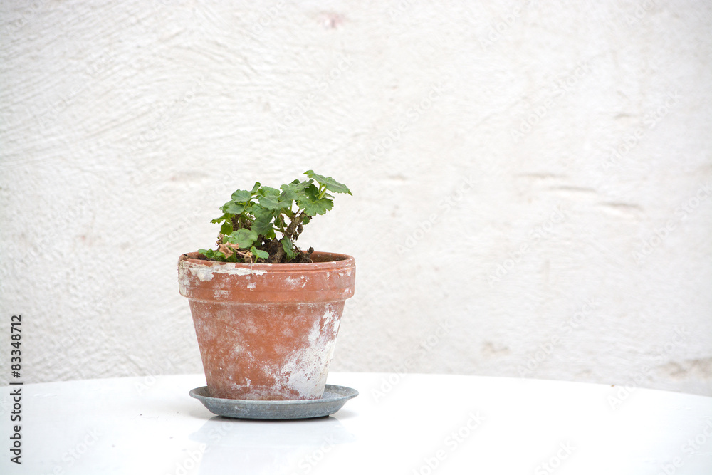 Small geranium plant in terracotta pot Small geranium plant in terracotta pot