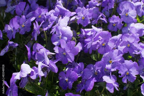 Sweet purple violet flowers