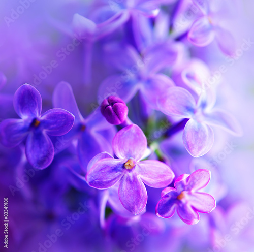 Beautiful violet lilac flower closeup © Subbotina Anna