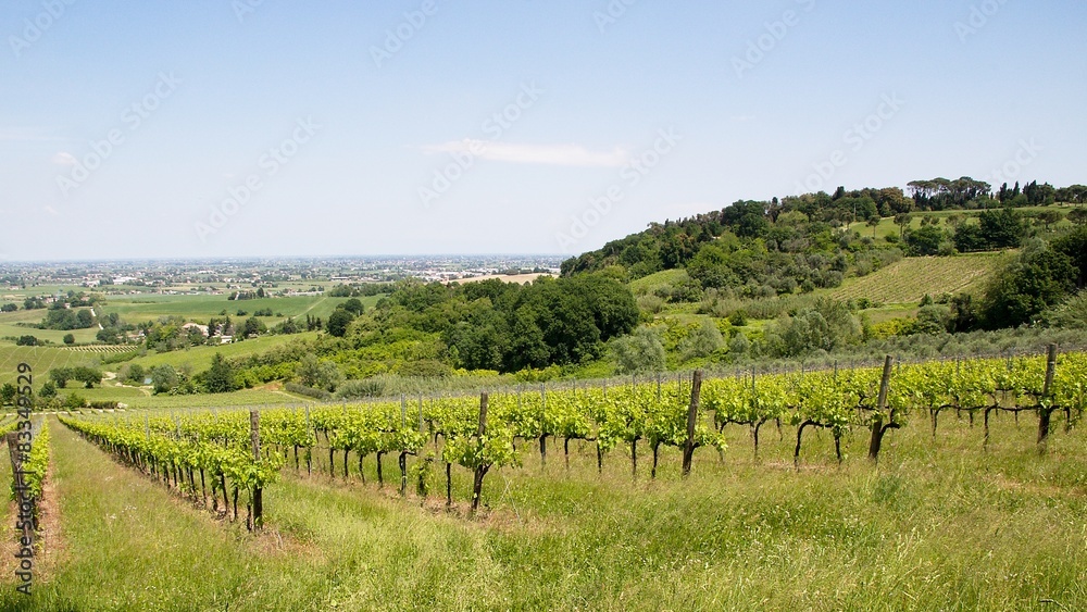 Fototapeta premium Vigneto