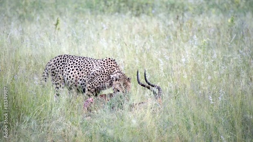 Cheetah eating fresh caught impala