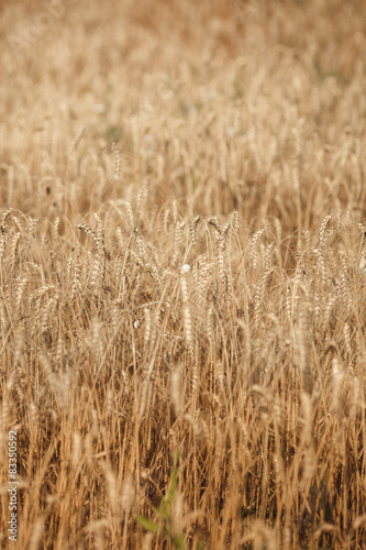 Wheat firld