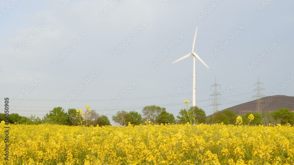 Beautiful Canola Field in the Evening Sun with Wind Turbine Beautiful Canola Field in the Evening Sun with Wind Turbine