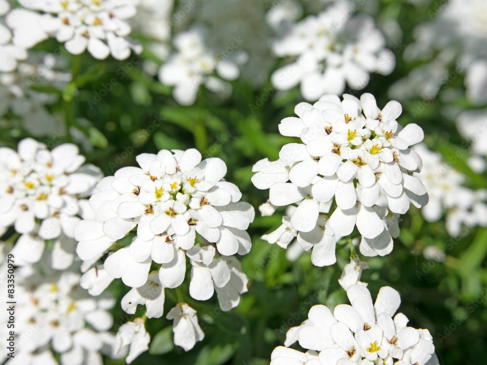 Schleifenblumen - Iberis Schleifenblumen - Iberis