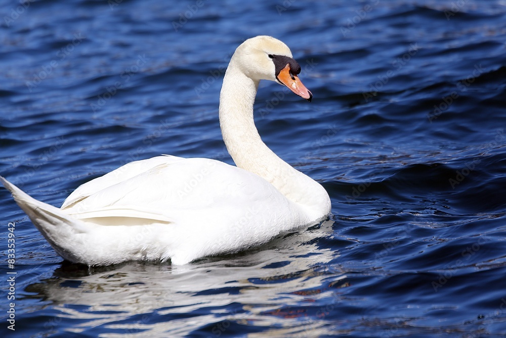 beautiful White Swan swimming in the clear water beautiful White Swan swimming in the clear water