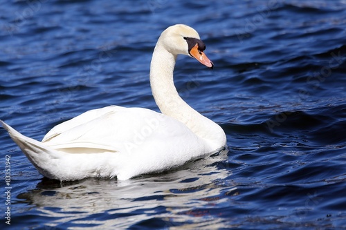 beautiful White Swan swimming in the clear water