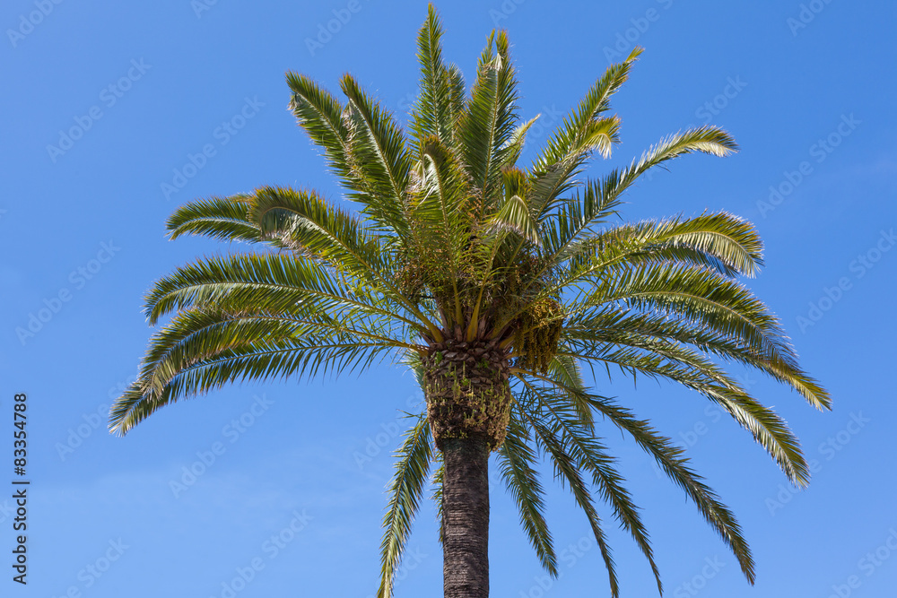 Palm tree over a clear blue sky