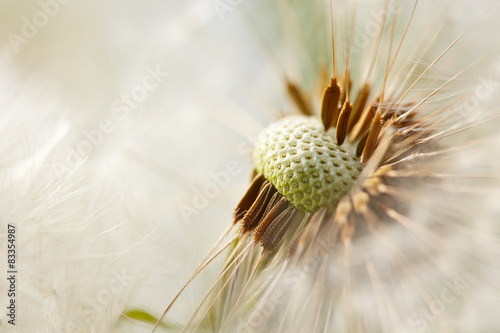 Fototapeta Naklejka Na Ścianę i Meble -  Pusteblume
