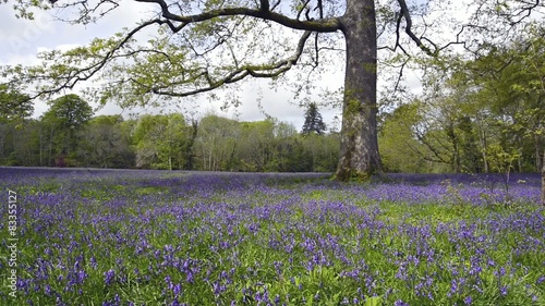 Wallpaper Mural A woodland glade of bluebells Torontodigital.ca