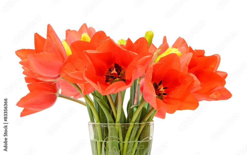 Red tulips flowers, floral arrangement, transparent vase.